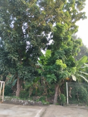 Tanah Murah Cocok Untuk Yayasan Pendidikan